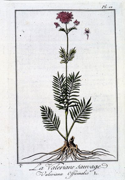 Die wilde Baldrian - in „Übungen der Botanik für den Gebrauch der Händler“ von J.C. Philibert, Druckerei Crapelet, Paris von Unknown artist