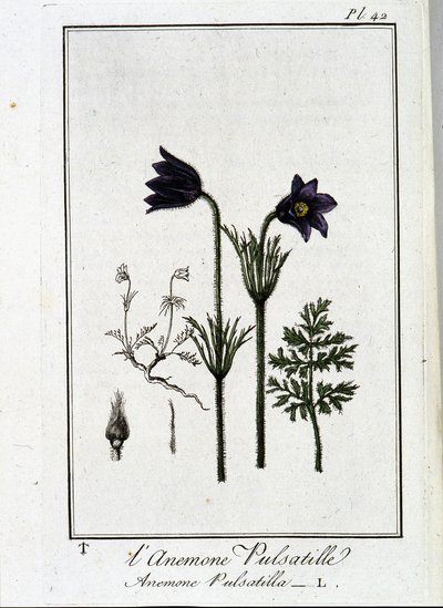 Die Küchenschelle (Anemone pulsatilla) - in „Übungen der Botanik für Händler“, verfasst von J.C. Philibert, Druckerei Crapelet, Paris von Unknown artist