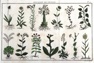 Anordnung der Blätter: in „Flora Françoise, oder eine kurze Beschreibung aller Pflanzen, die natürlich in Frankreich wachsen, geordnet nach einer neuen Analysemethode, mit Angabe ihrer weniger zweideutigen Tugenden in der Medizin und ihrer Nützlichkeit in von Unknown artist