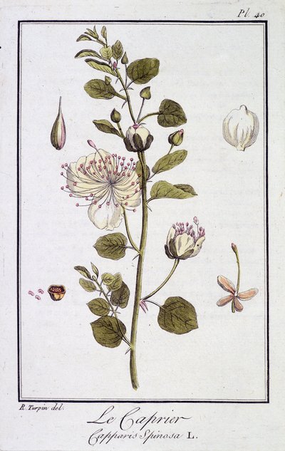 Der Kapernstrauch (Capparis Spinosa) - in „Übungen der Botanik für Händler“, verfasst von J.C. Philibert, Druckerei von Crapelet, Paris von Unknown artist