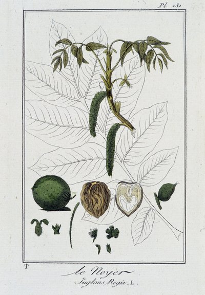 Der Walnussbaum (Juglans Regia) - in „Botanikübungen für Kaufleute“, verfasst von J.C. Philibert, Druckerei Crapelet, Paris von Unknown artist