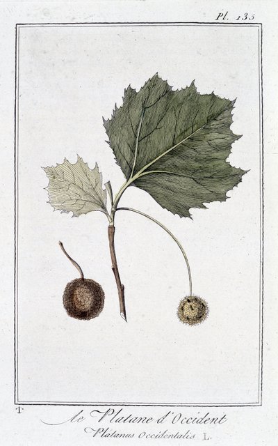 Die Amerikanische Platane (Platanus occidentalis) - in „Übungen der Botanik für Kaufleute“, verfasst von J.C. Philibert, Druckerei Crapelet, Paris von Unknown artist
