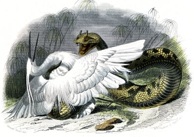 Die Hornviper (Vipera cerastes) - Tafel aus Naturgeschichte von Bernard Germain de Lacepede (1856-1925), Ausgabe P.Furme, Paris von Unknown artist