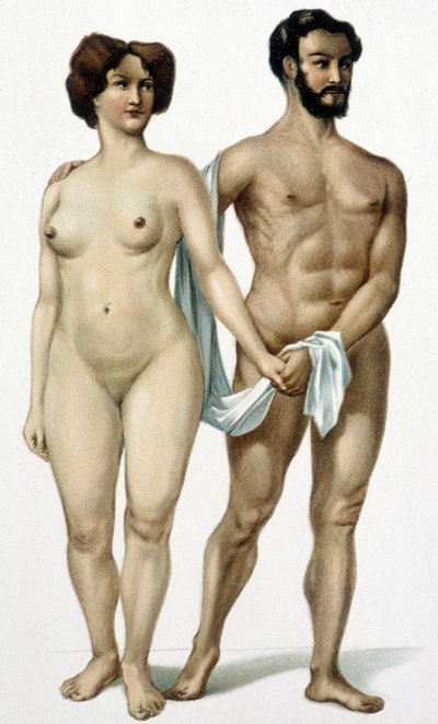 Mann und Frau - Medizinbuch, Ende des 19. Jahrhunderts von Unknown artist