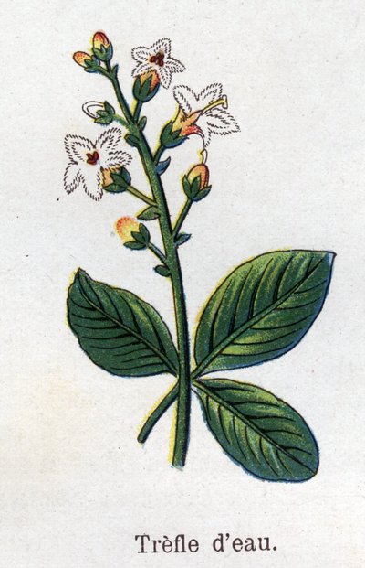 Medizinische und essbare botanische Pflanzen: Wasser-Klee. Gravur in „Die natürliche Medikation“ von Friedrich Eduard Bilz (1842-1922) von Unknown artist