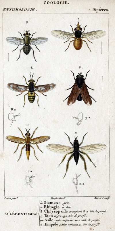 Tafel der Naturgeschichte. Entomologie. Familie der Dipteren. Sclerostomes: 6. Graue Stomox; 7. Schnabel-Rhingia; 8. Blendende Chrysopside; 8a. Profilkopf; 9. Schwarzer Bremsen; 9a. Kopf im Profil; 10. Crabroniformes Asyl; 10a. Kopf im Profil; 11. Emboid b von Unknown artist