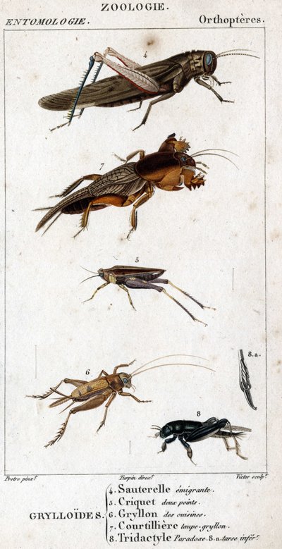 Tafel der Naturgeschichte. Entomologie. Familie der Orthopteren. Grylloides: 4. Wanderheuschrecke; 5. Zweipunktige Heuschrecke; 6. Küchen-Grille; 7. Maulwurfsgrille; 8. Tridactyl-Paradoxon; 8a. unterer Tarsus von Unknown artist