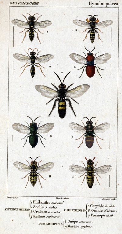 Naturgeschichtstafel. Entomologie. Hymenopterenfamilie. Anthophilen: 1. Philanthus coronatus; 2. Scolia quadripunctata; 3. Crabro scutellatus; 4. Mellinus ruficornis. Chrysiden: 5. Chrysis lucida; 6. Omalus aeneus; 7. Parnopes grandior. Pteromaliden: 8. Pt von Unknown artist