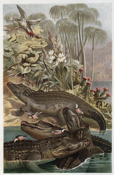 Nilkrokodil (Crocodylus niloticus) - Gravur aus 