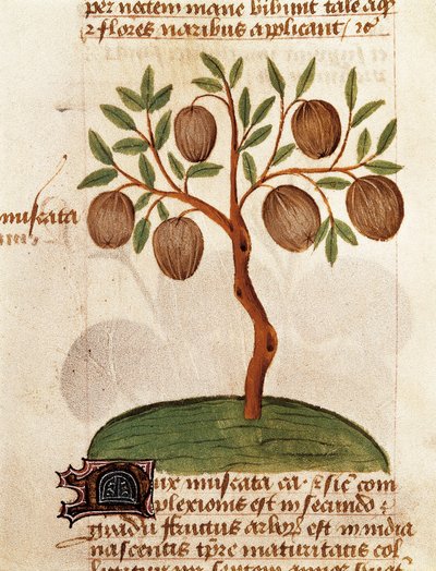 Muskatnuss, Beschreibung von Heilpflanzen und deren Zubereitung. Seite aus dem Manuskript "Traktat über Kräuter" von Pedanius Dioscorides von Unknown artist