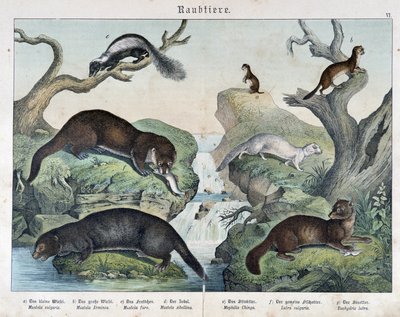 Otter, Frettchen, Wiesel... - in Natural histories of mammals, ed. Schreiber von Unknown artist