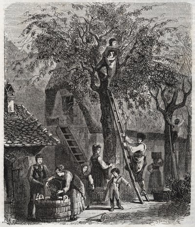 Kirschen pflücken - Gravur von 1860 von Unknown artist