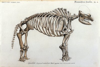 Urgeschichte: Mastodontenskelett, fossile Säugetiere (Mas gigantium). Tafel der Paläontologie aus „Dictionnaire universel d