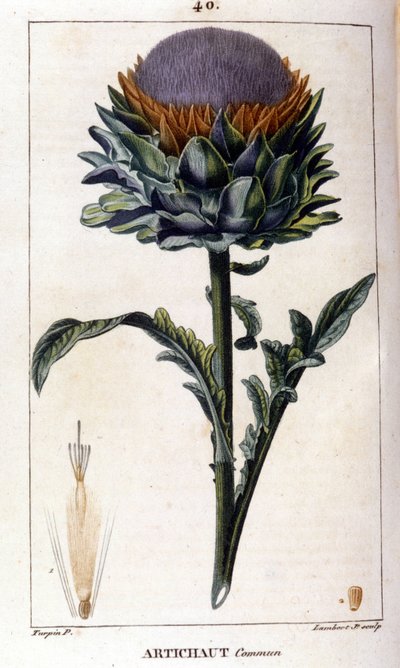 Darstellung der Artischocke. Botanische Tafel. 19. Jahrhundert von Unknown artist