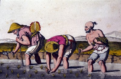 Reisanbau in China. Druck aus dem 19. Jahrhundert. von Unknown artist