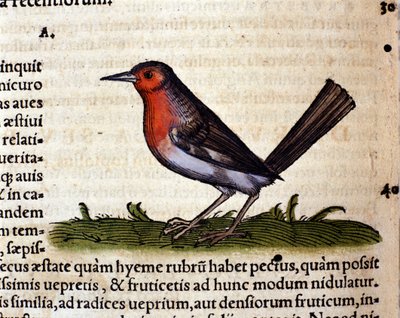 Rot nach der Historia Animalium von Conrad Gesner, Tiguri 1560. Biblioteca nazionale Braidense. Mailand von Unknown artist