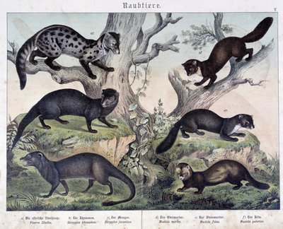 Kleine Karuasiers - in „Histoires naturelles des mammals“, ed. Schreiber von Unknown artist