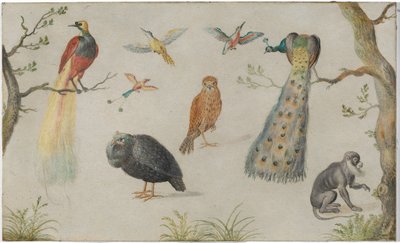 Studie von Vögeln und Affe von Unknown Artist