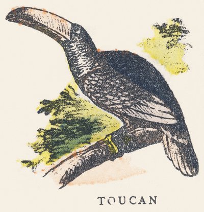 T: Tukan von Unknown artist