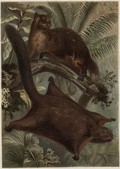 Taguan (Flughörnchen) - Gravur aus „Brehms Tierleben“ von Alfred Edmund Brehm von Unknown artist