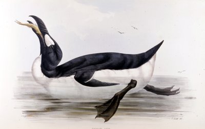 Der Riesenpinguin (Alca Impennis) - in „The birds of Europe“ von John Gould, London von Unknown artist