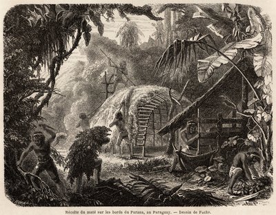 Die Sammlung von Matte an den Ufern des Parana, die Infusion dieses aromatischen Blattes ist das übliche Getränk in Südamerika, Zeichnung von Fuchs zur Illustration der Reise nach Paraguay von 1844 bis 1847 von Dr. Alfred Demersay. Gravur in 