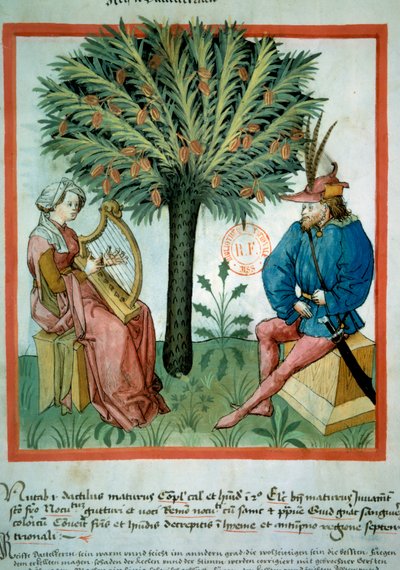 Die Dattelernte (Illumination aus dem Tacuinum sanitatis) von Unknown artist