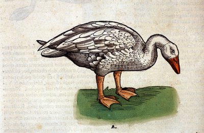 Die Gans nach der Historia Animalium von Conrad Gesner, Tiguri 1560. Biblioteca nazionale Braidense. Mailand von Unknown artist