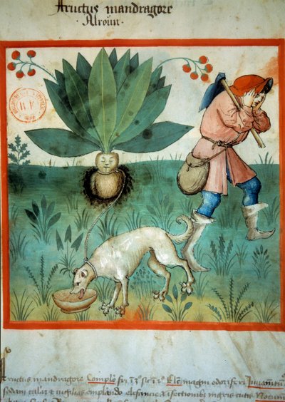 Die Alraune von Unknown artist