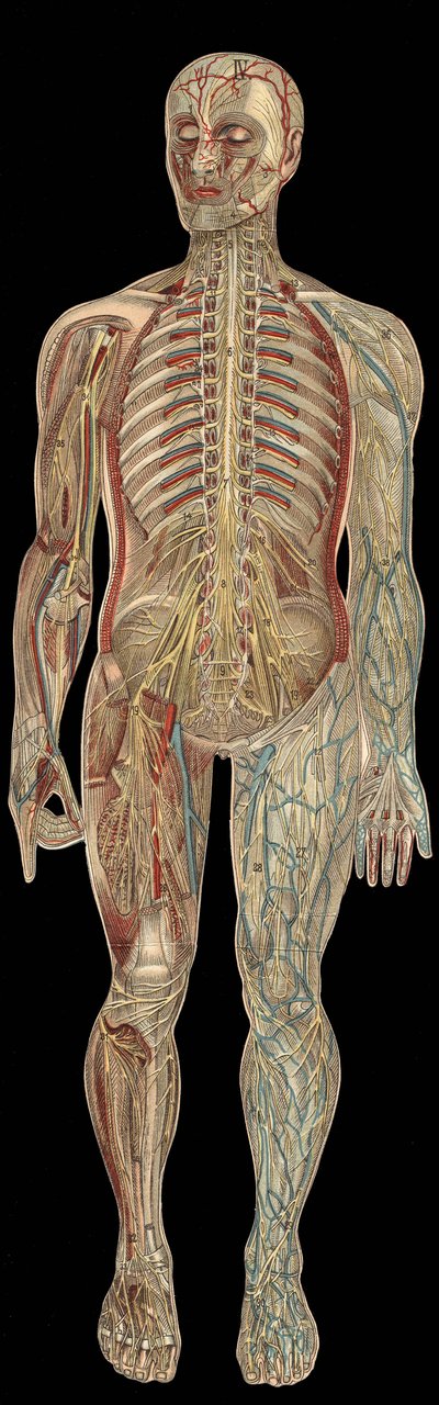 Das Nervensystem. Tafel in „Die neue natürliche Heilung“ von F.E. Bilz. 1898. von Unknown artist