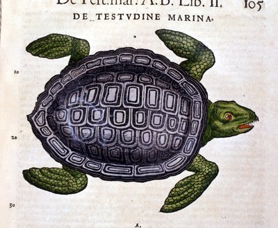 Die Meeresschildkröte, nach der Historia Animalium von Conrad Gesner, Tiguri 1560 von Unknown artist