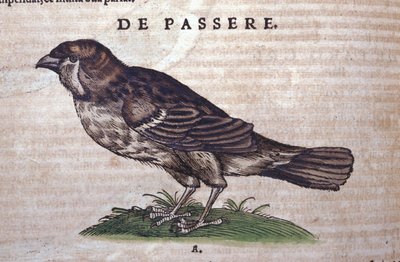 Der Spatz in Historia Animalium von Conrad Gesner (1516 - 1565), Tiguri von Unknown artist