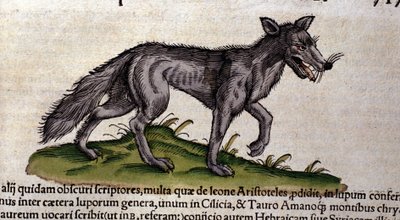 Der Wolf nach der Historia Animalium von Conrad Gesner, Tiguri 1560. Biblioteca Nazionale Braidense. Mailand von Unknown artist