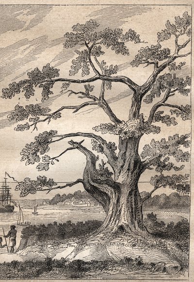 Dritte Reise (1776-1779) von Kapitän James Cook (1728-1779): Baum, unter dem Cook den Durchgang der Venus beobachtete - Illustration aus „Die großen Seefahrer des 18. Jahrhunderts“ von Unknown artist