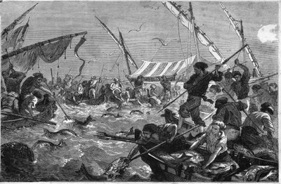 Thunfischfang (Pesca al tonno) an der Küste der Provence. von Unknown artist
