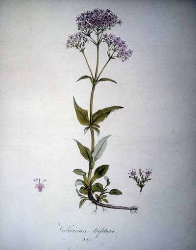 Valeriana mauve oder Valeriana tripteris. Herbarium des 19. Jahrhunderts. von Unknown artist