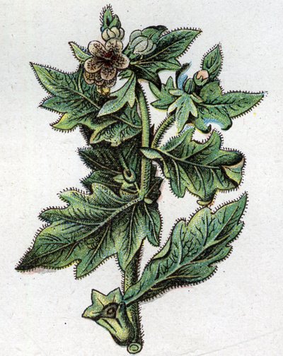 Giftige botanische Pflanzen: bis zu. Gravur in „Die natürliche Medikation“ von Friedrich Eduard Bilz (1842-1922) von Unknown artist