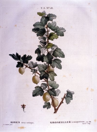 Weiße Johannisbeere oder Makrele: botanische Tafel aus dem 19. Jahrhundert von Unknown artist