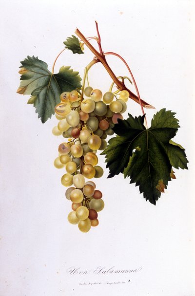 Weiße Trauben. Gravur des 19. Jahrhunderts von Unknown artist