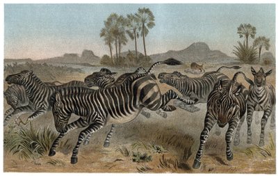 Zebra - Zebras - Afrikanische Equiden (Pferdefamilie) - Gravur aus „Brehms Tierleben“ von Alfred Edmund Brehm (1829-1884) von Unknown artist