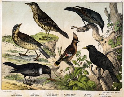 a: Misteldrossel (Turdus viscivorus), b: Wacholderdrossel (Turdus pilaris), c: Ringdrossel (Merula torquata), d: Blaumerle (Monticola cyanus), e: Amsel (Merula nigra), f: Seidenschwanz (Ampelis garulus) - in „Natural History of Birds“, ed. Hoepli, Mailand von Unknown artist