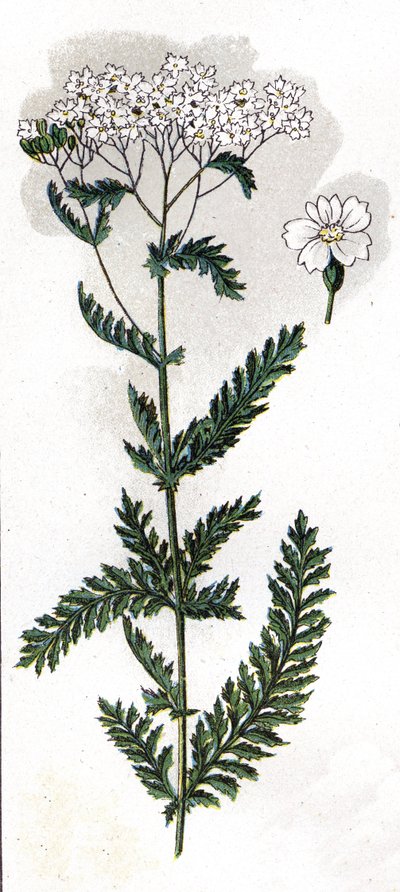 Illustration in Mon docteur - traité de médecine et d