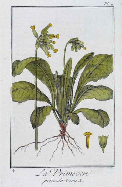 Die Primel (Primula vers) - in „Botanikübungen für Kaufleute“, verfasst von J.C. Philibert, Druckerei Crapelet, Paris von Unknown artist