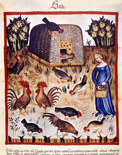 Eine junge Frau in einem niedrigen Hof füttert Hühner und Hähne. Illumination aus der Milchwirtschaft der Medizin und Diätetik „Tacuinum sanitatis“ von Unknown artist