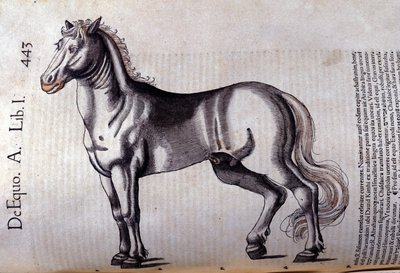 Pferd in der Historia Animalium von Conrad Gesner (1516 - 1565), Tiguri von Unknown artist
