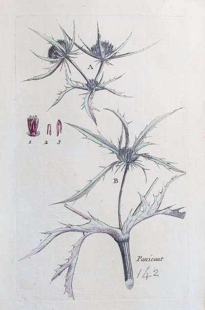 Landpanicaut von Unknown artist