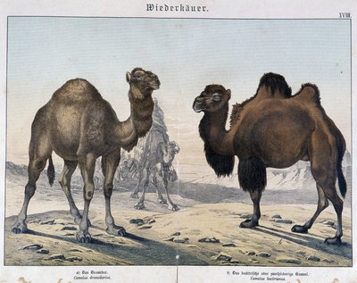 Dromedar und Kamel - in Natural histories of mammals, ed. Schreiber, München von Unknown artist