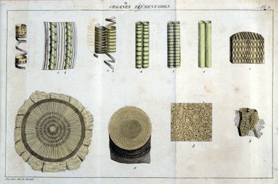 Elementarorgane: in „Flora Francoise, oder eine kurze Beschreibung aller Pflanzen, die natürlich in Frankreich wachsen, geordnet nach einer neuen Analysemethode, an die wir die Angabe ihrer weniger zweideutigen Tugenden in der Medizin und ihrer Nützlichkei von Unknown artist