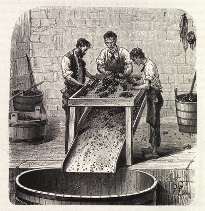 Sortieren der Trauben auf einem Gitter während des Prozesses der Herstellung von Qualitätswein aus Burgund. Gravur aus dem späten 19. Jahrhundert von Unknown artist