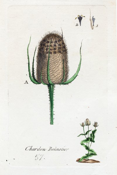 Hosier-Distel von Unknown artist